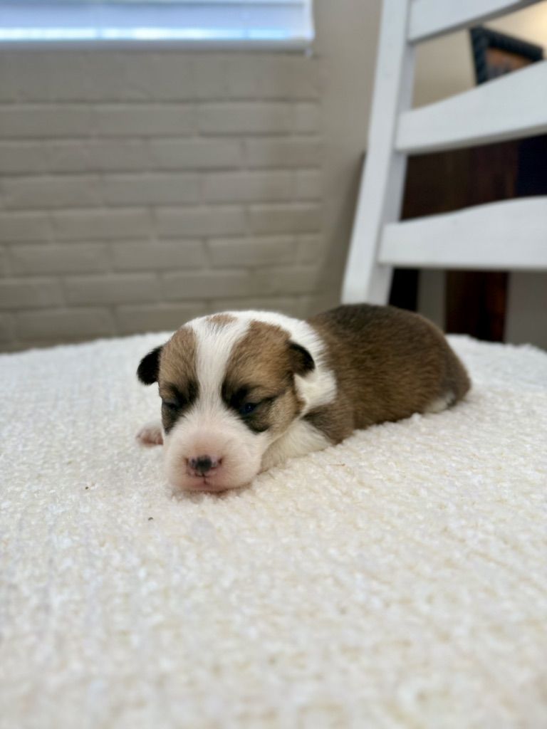 AKC Pembroke Welsh Corgi Puppies