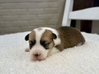 AKC Pembroke Welsh Corgi Puppies