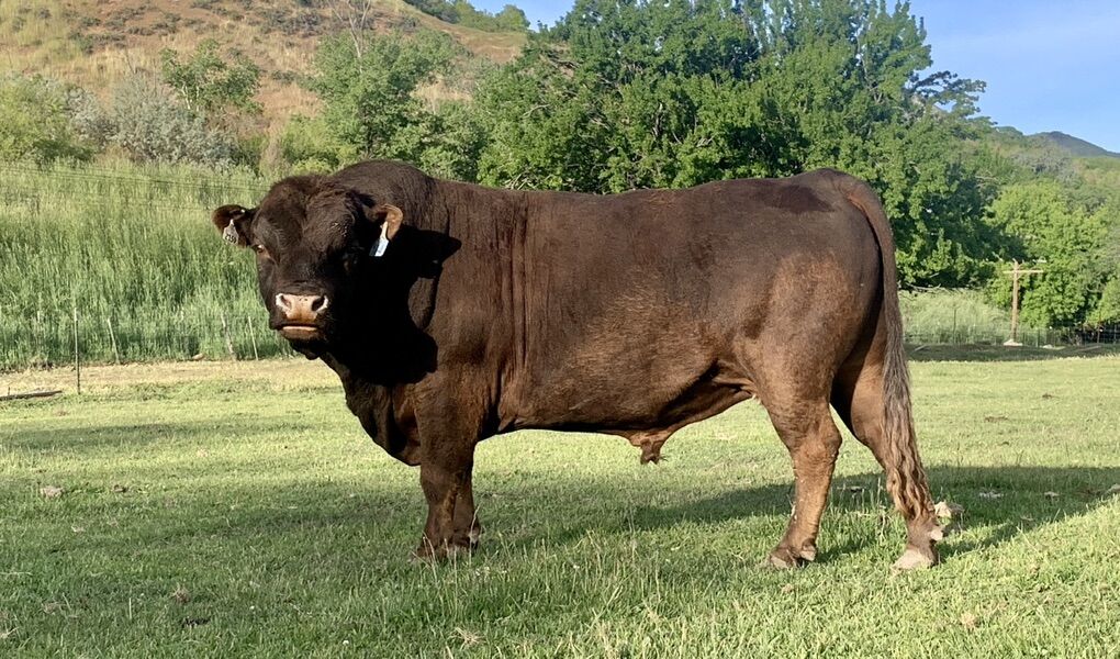 A.I. Dexter Bull Straws