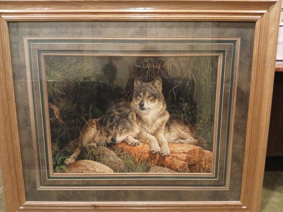 Beautiful large wolf picture. 47 by 39. Really nice framing as well.