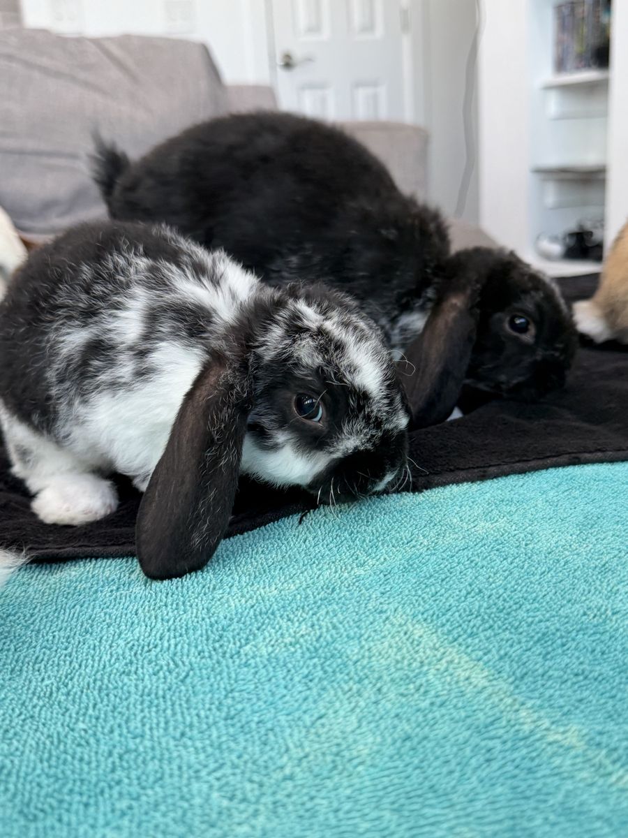 Pedigreed mini plush lops