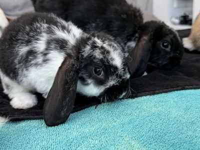 Pedigreed mini plush lops