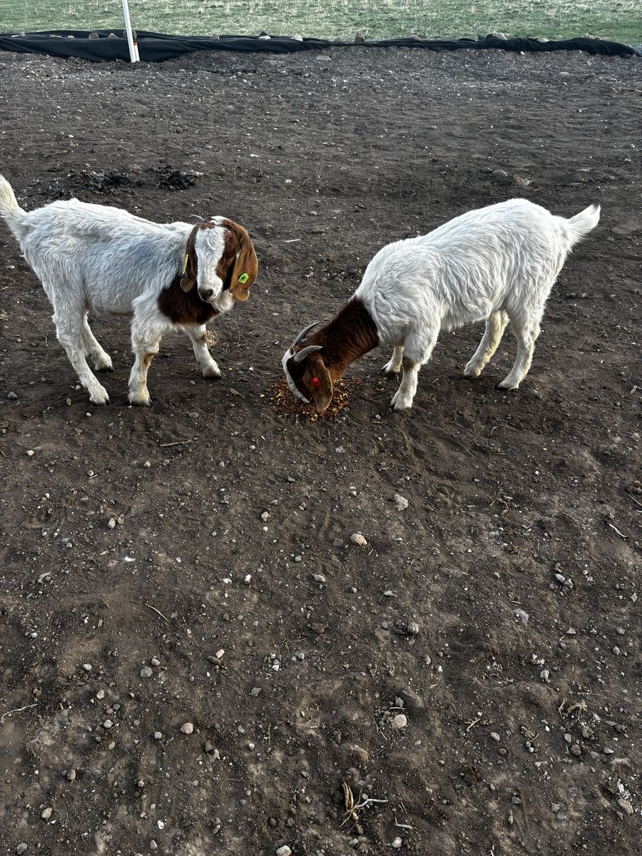 Yearling Doe and wether Goat