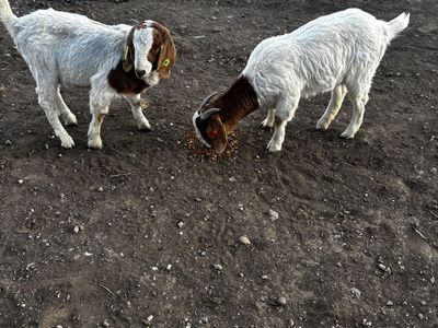 Yearling Doe and wether Goat