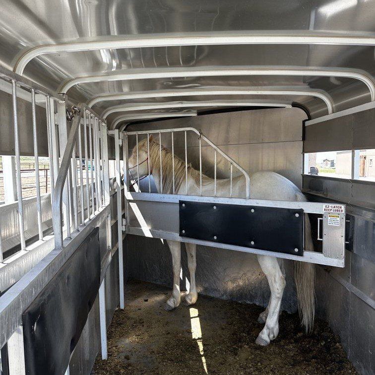 5-Year-Old Cremello Mare • 14.1–14.2 HH