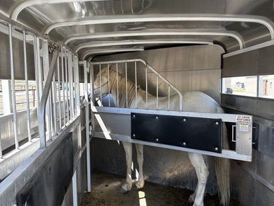 5-Year-Old Cremello Mare • 14.1–14.2 HH