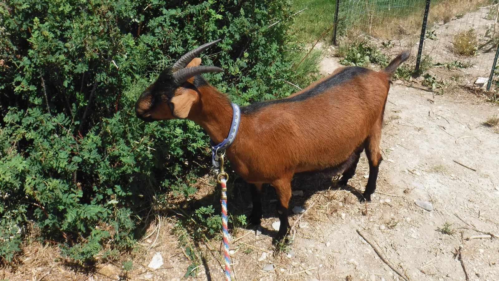 Alpine / Nubian yearling dairy milk goat  $375