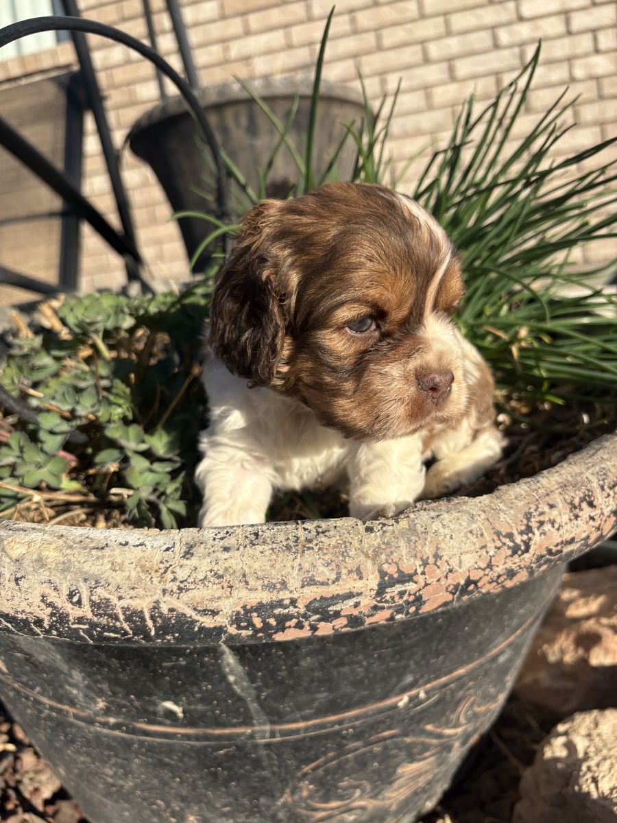 AKC Cocker Spaniel Puppies