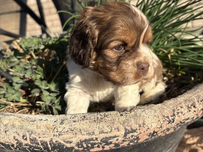 AKC Cocker Spaniel Puppies