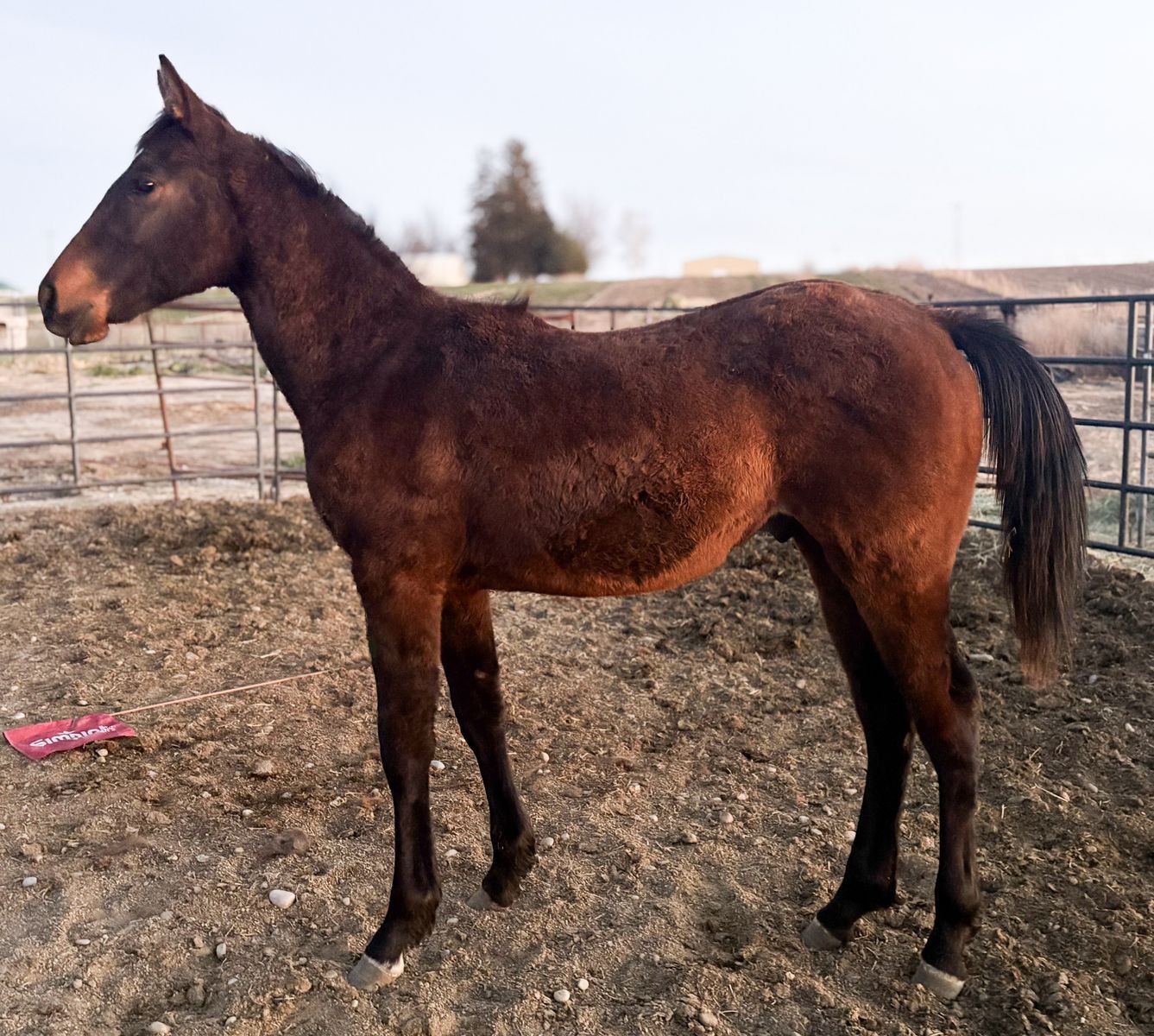 2025 AQHA Gelding with Incentives