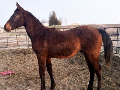 2025 AQHA Gelding with Incentives