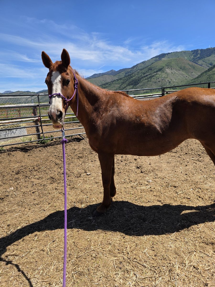 5 year old mare