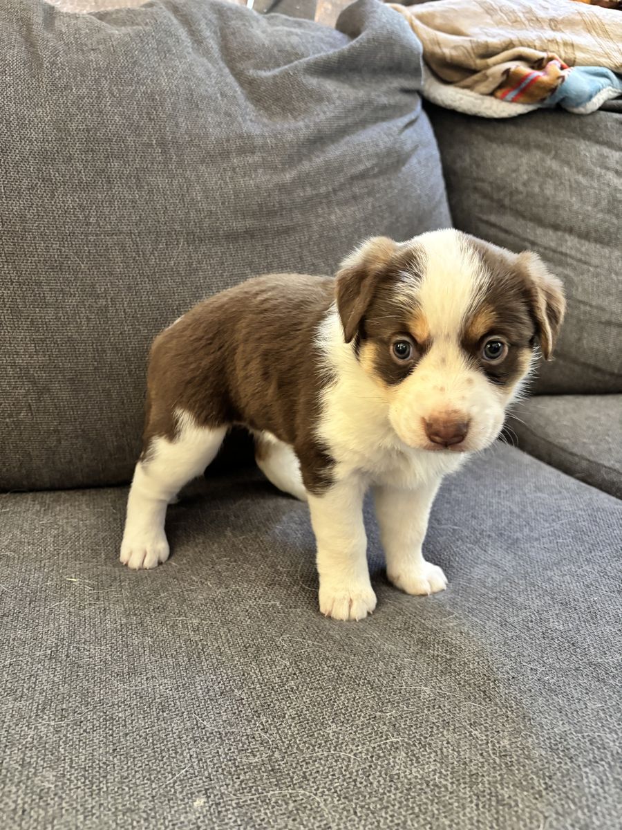 Australian shepherd/blue Heeler puppies