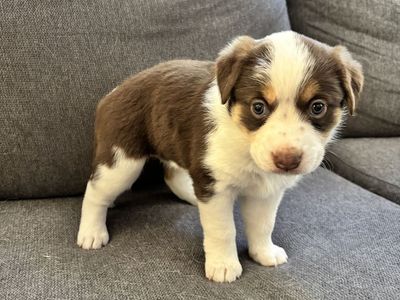 Australian shepherd/blue Heeler puppies