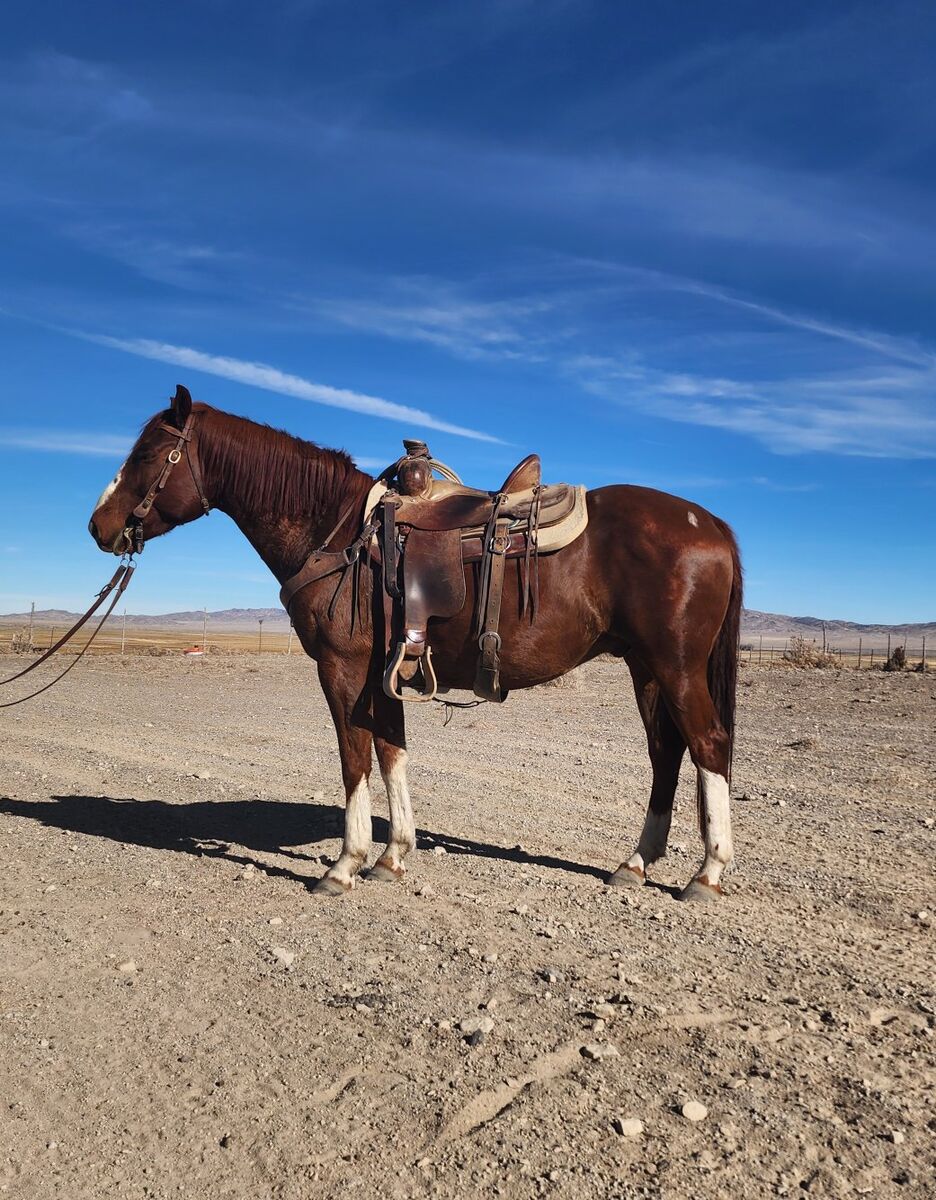 nine year old sorrel grade gelding