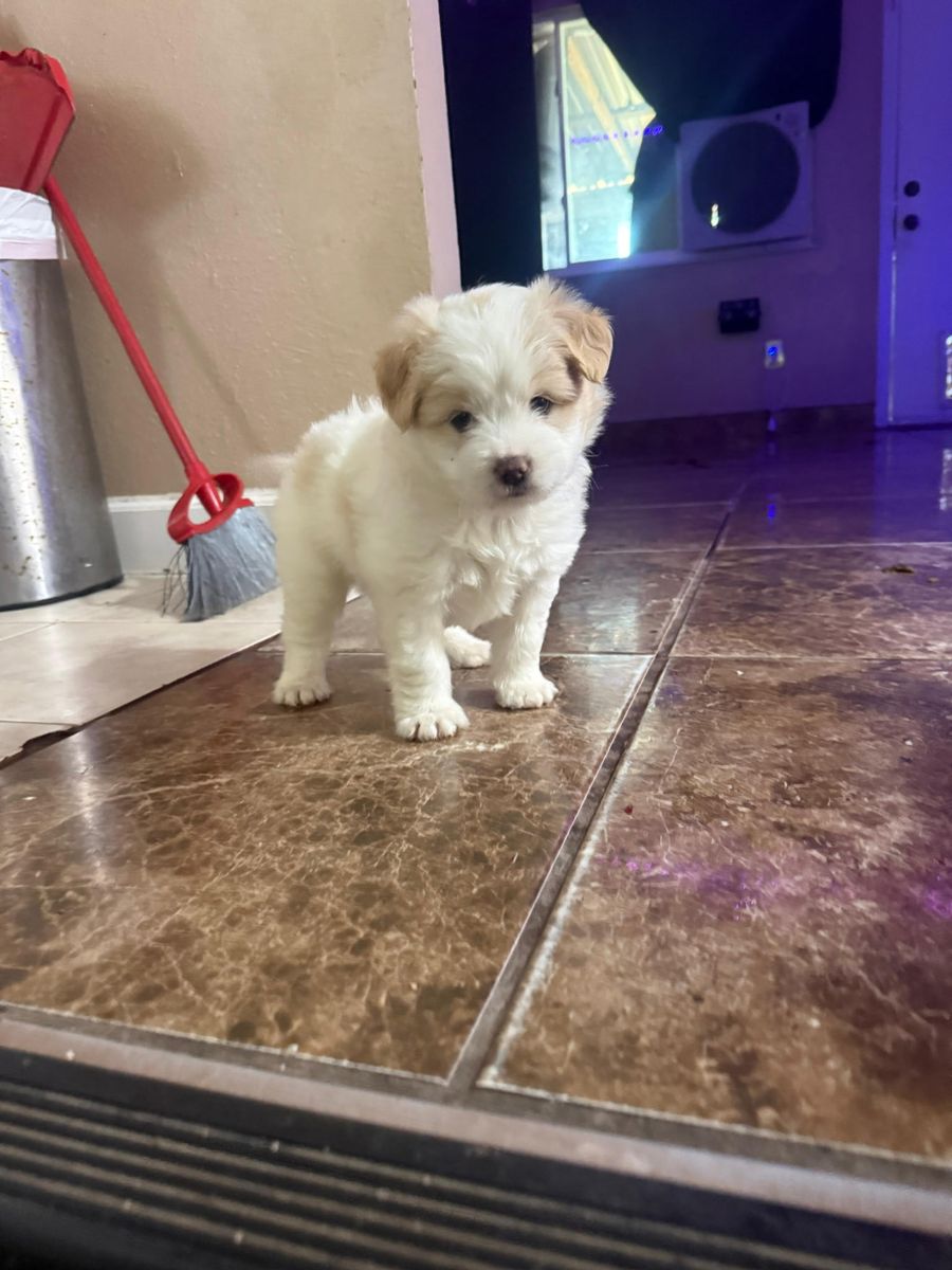 Maltese Puppies