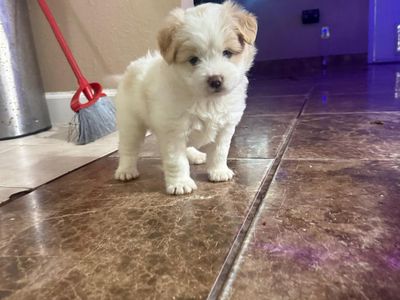 Maltese Puppies