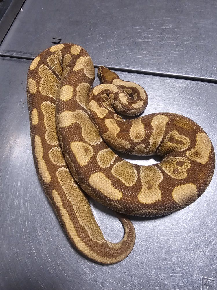 ultramel breeder female ball python