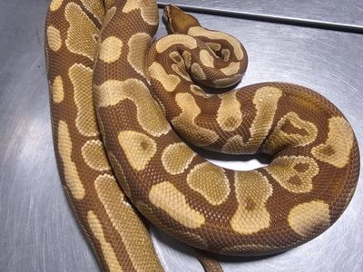 ultramel breeder female ball python