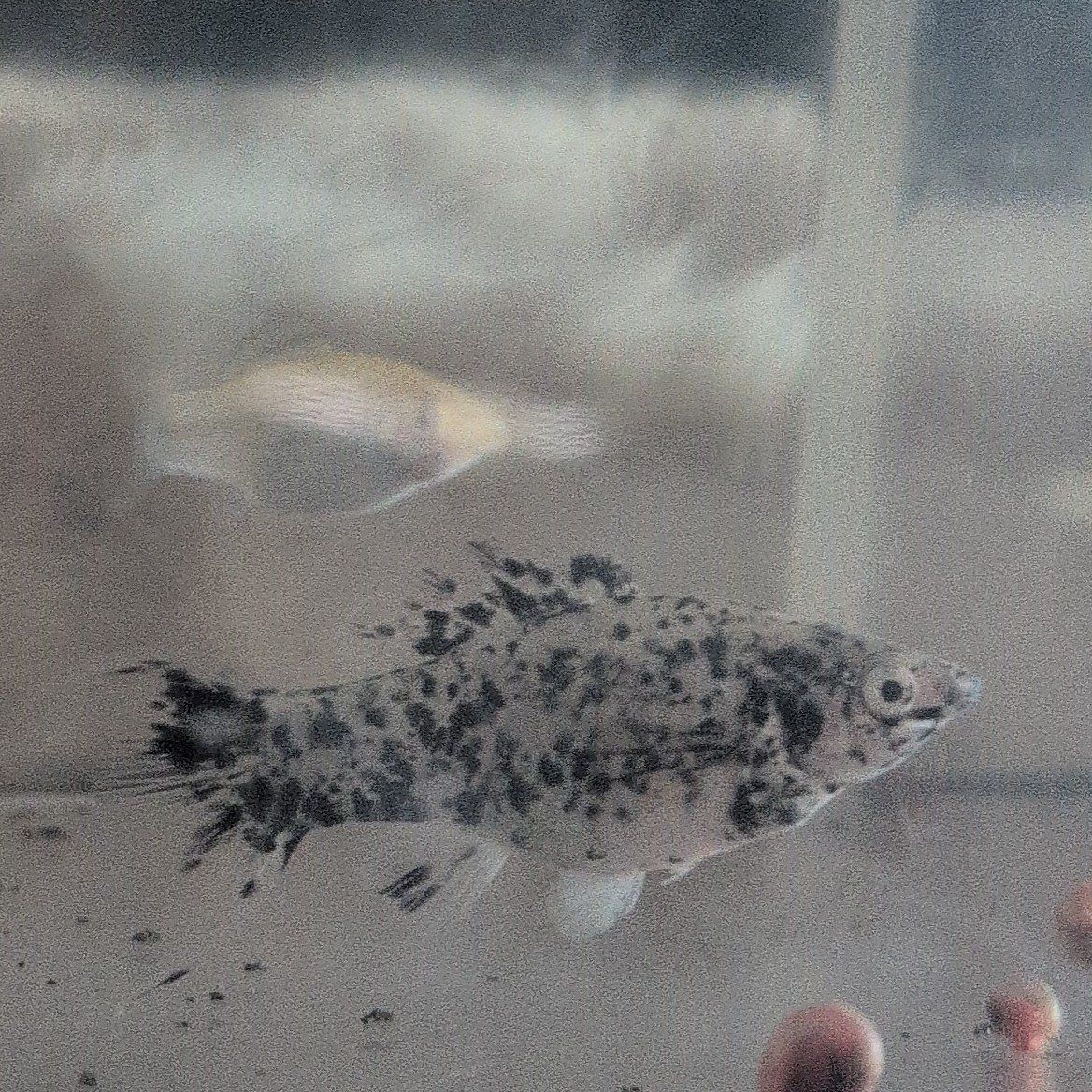 Dalmatian Mollies