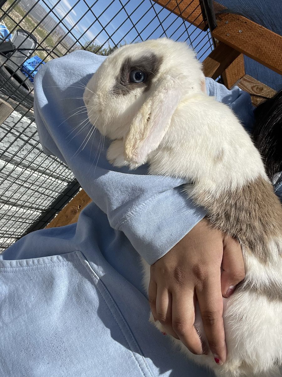 Holland Lop Rabbits - Females
