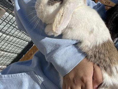 Holland Lop Rabbits - Females