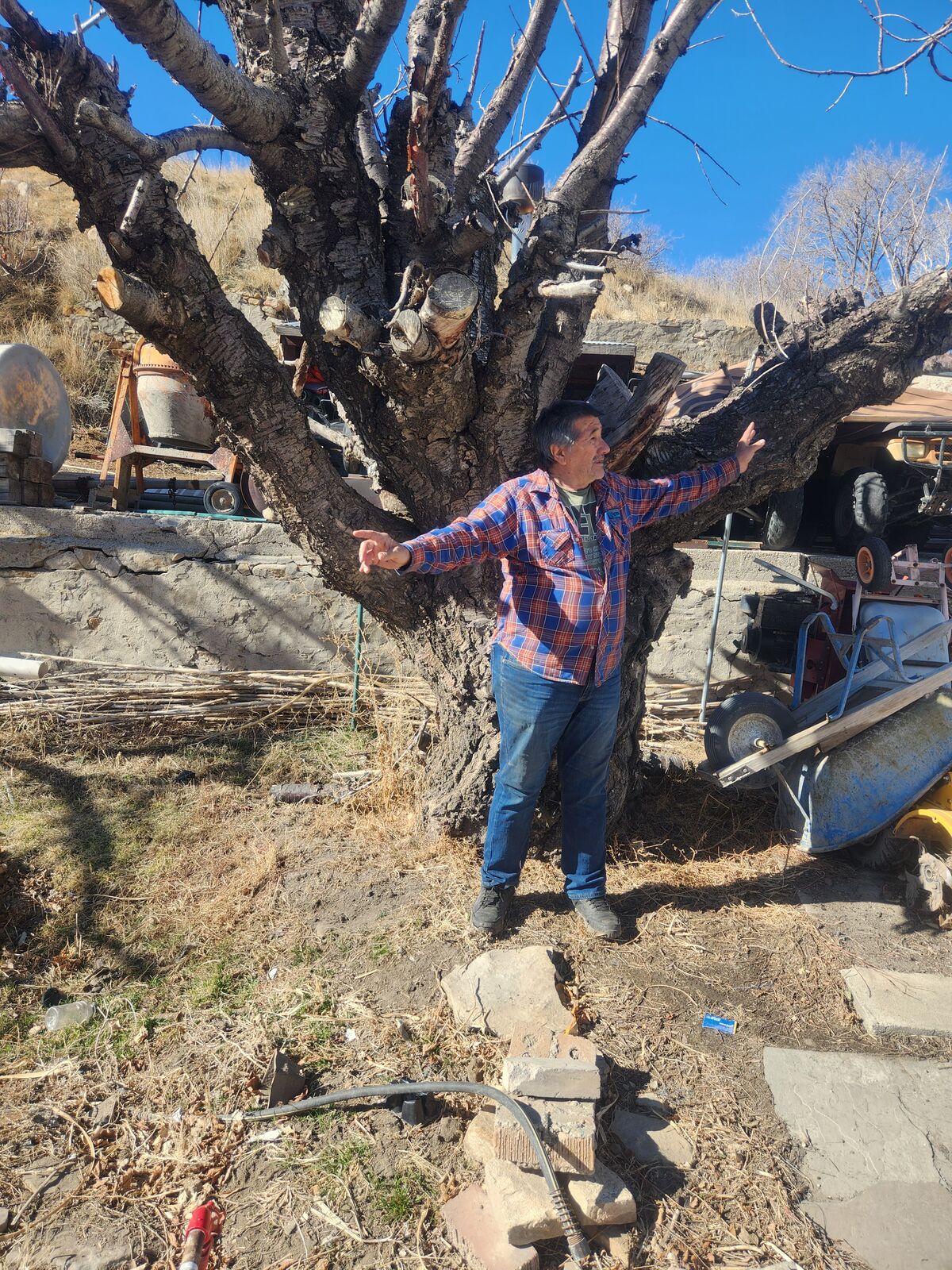 DEAD 80 YEAR OLD AMERICAN CHERRY TREE FOR SALE