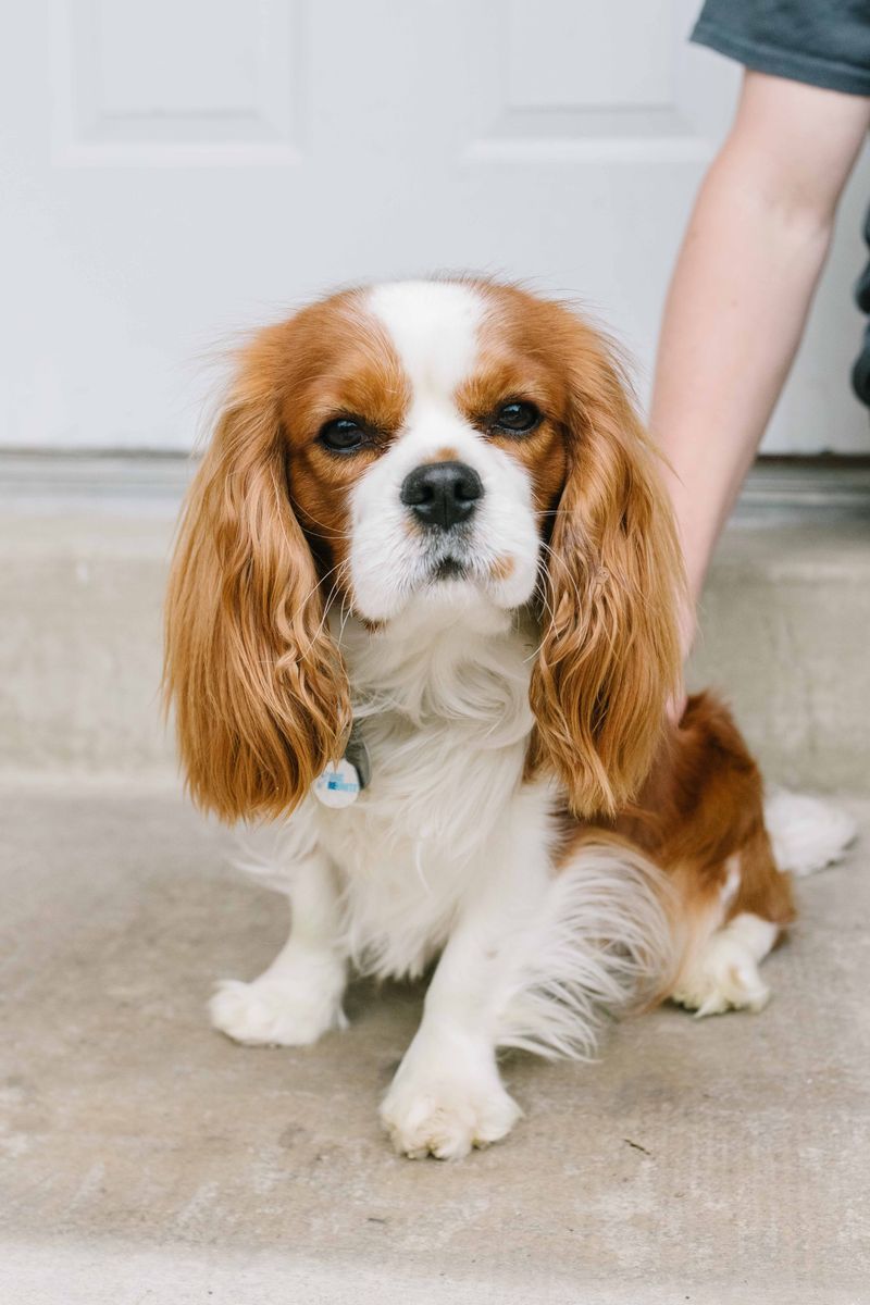 King Charles Cavalier stud (AKC)