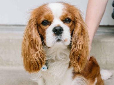 King Charles Cavalier stud (AKC)