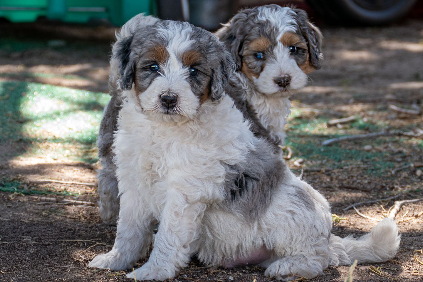 8 Week old Mini Bernedoodle pups and 8 week old mini Goldendoodle pups like cavapoo aussiepoo cockapoo poodle