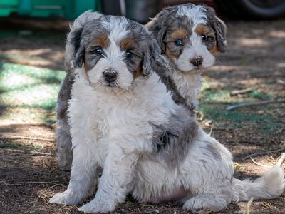 8 Week old Mini Bernedoodle pups and 8 week old mini Goldendoodle pups like cavapoo aussiepoo cockapoo poodle