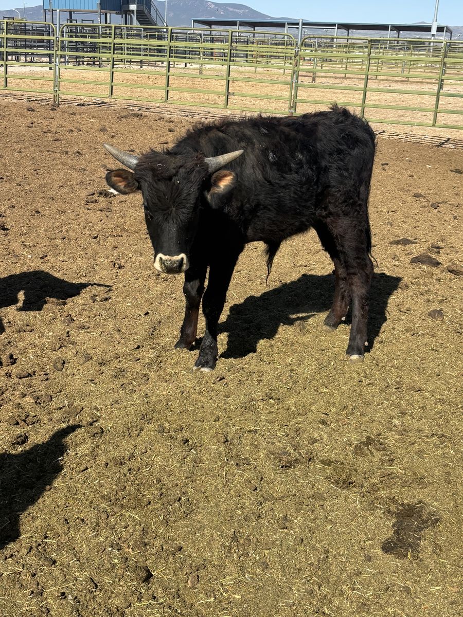 Corriente roping cattle.