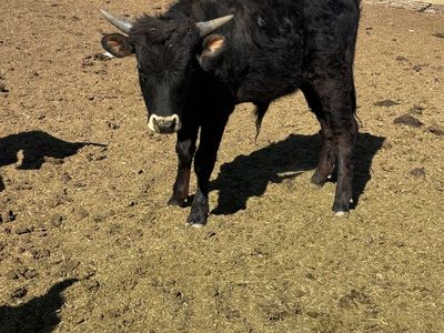 Corriente roping cattle.