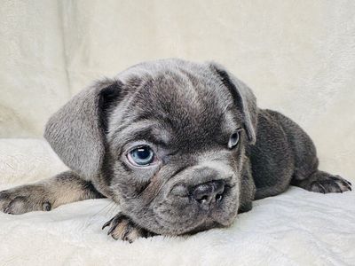 Akc French bulldogs
