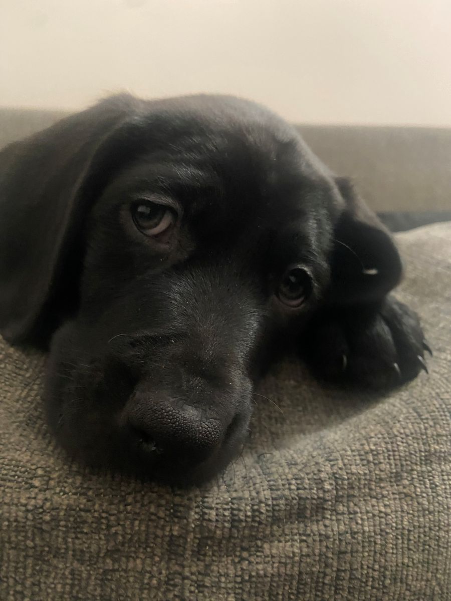 Labmaraner or Weimador