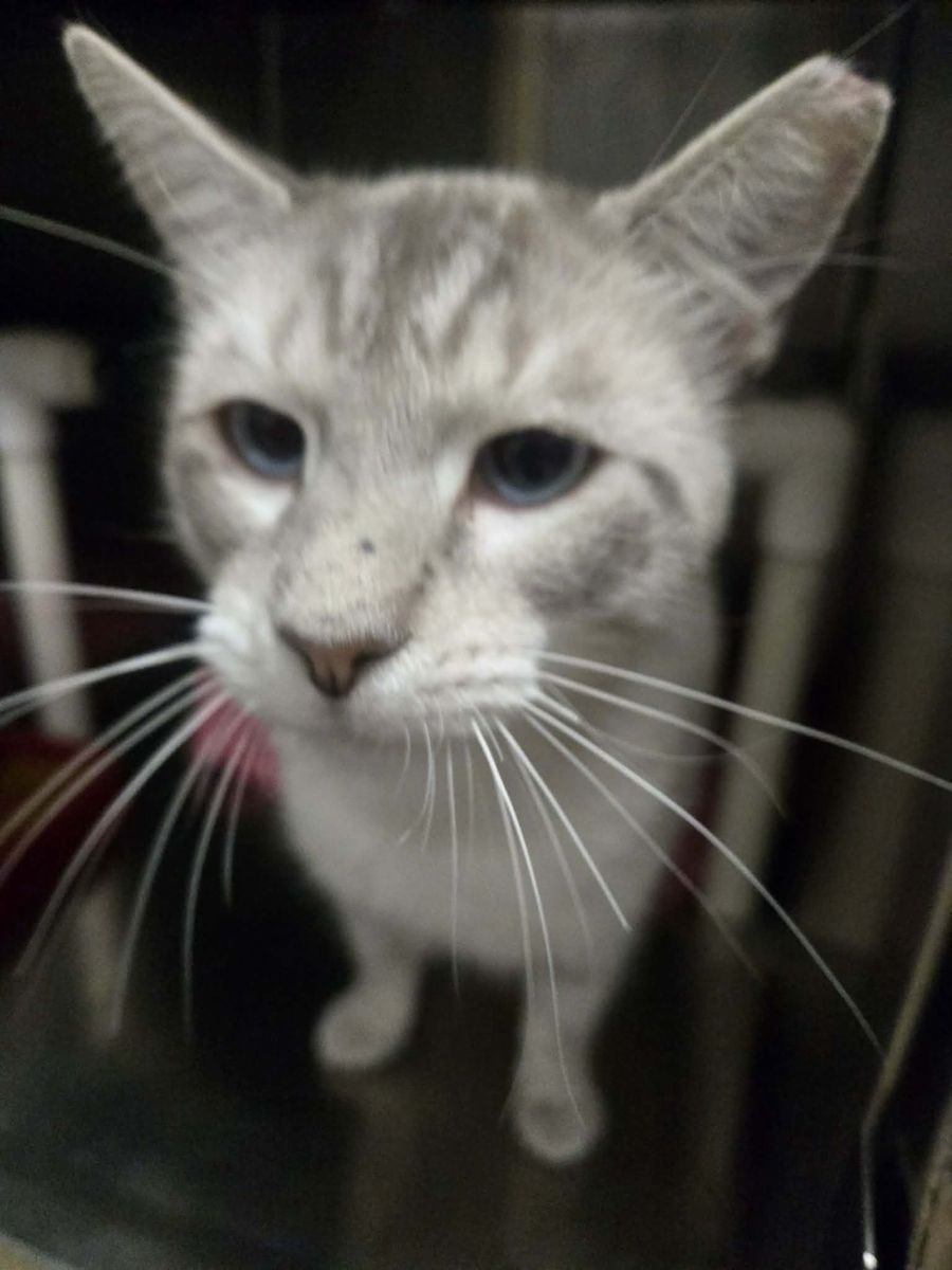 A164704 Fig Newton is Available for Adoption!