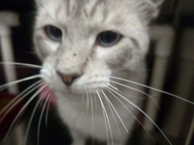 A164704 Fig Newton is Available for Adoption!