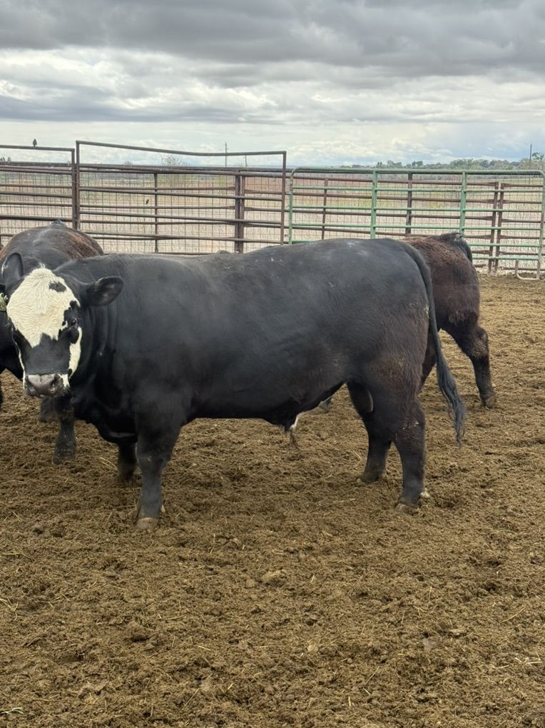 Maine-Anjou X Angus Bull