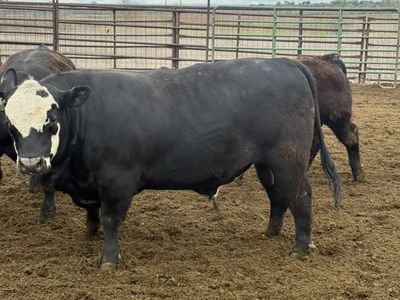 Maine-Anjou X Angus Bull