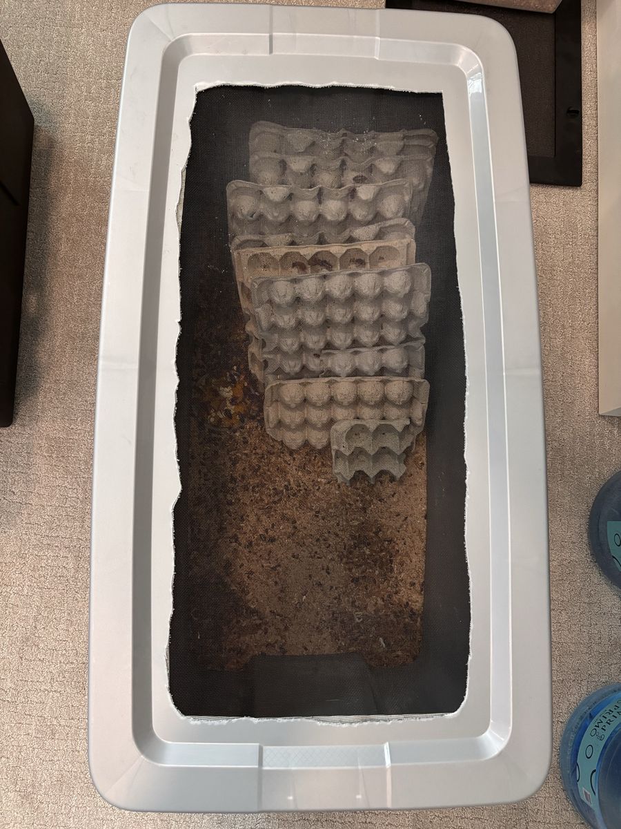 Established Red Runner Roach Colony