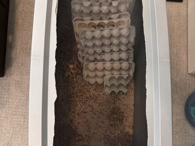 Established Red Runner Roach Colony