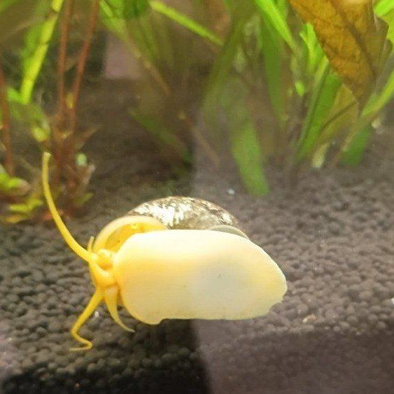 Freshwater Aquarium Snails - Mystery, and Pest Snails