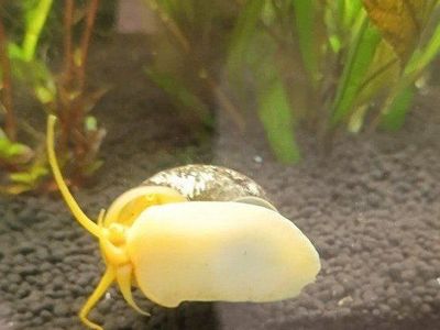 Freshwater Aquarium Snails - Mystery, and Pest Snails
