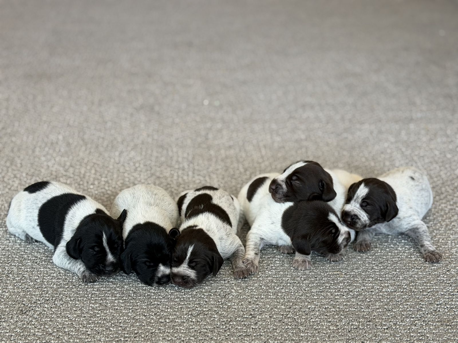 German Drahthaar/Wirehair Pointers