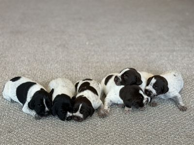 German Drahthaar/Wirehair Pointers