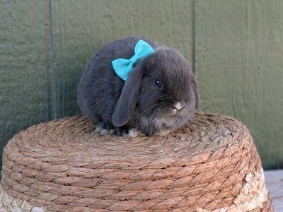 SALE purebread Holland Lop