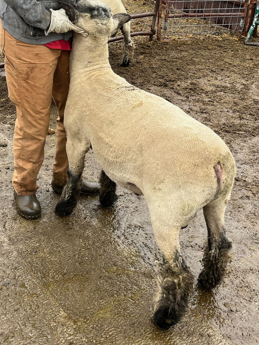 Hampshire Ram