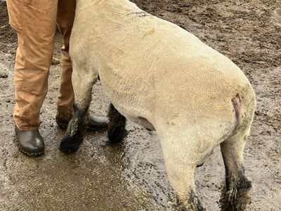 Hampshire Ram