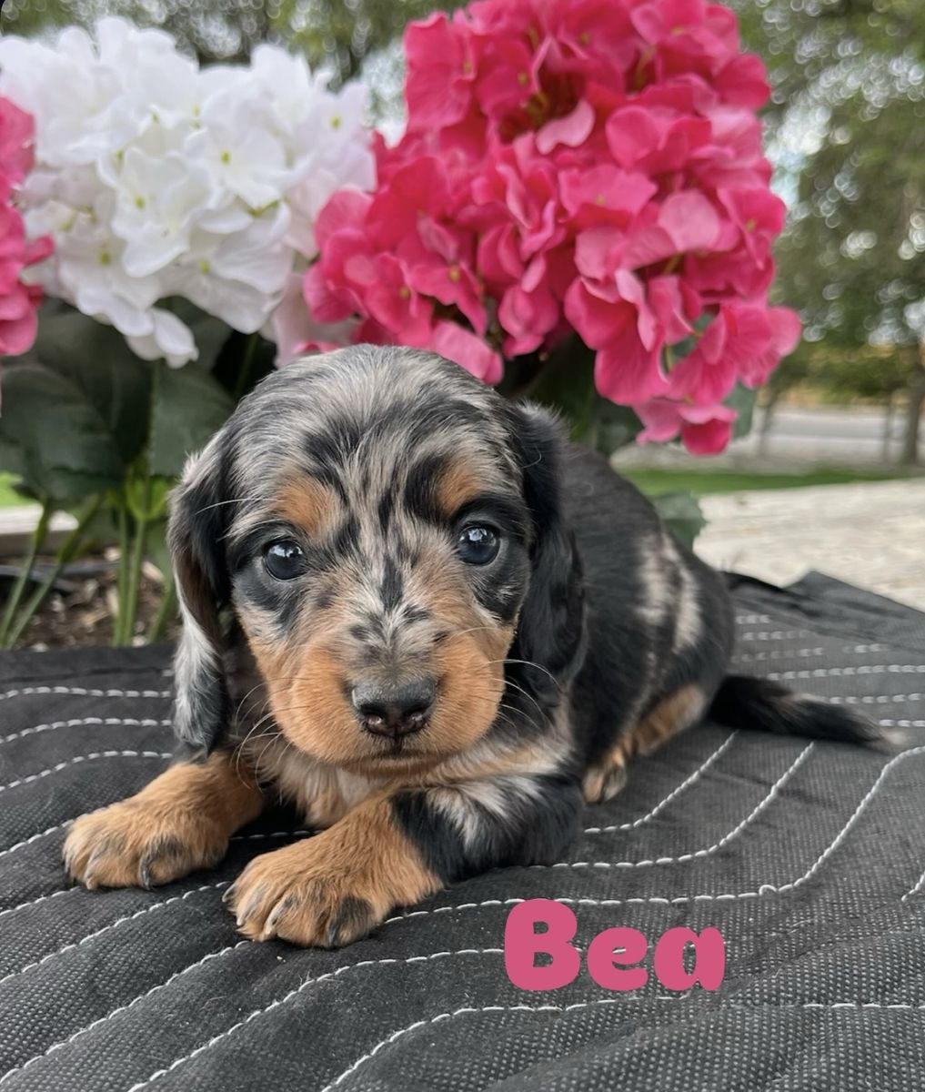 Miniature Dachshund Puppies