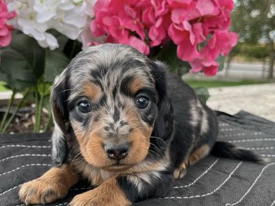 Miniature Dachshund Puppies